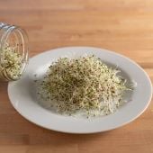 Alfalfa Sprouting Seeds SS1-200_Base